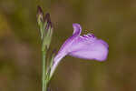 Thickleaf waterwillow